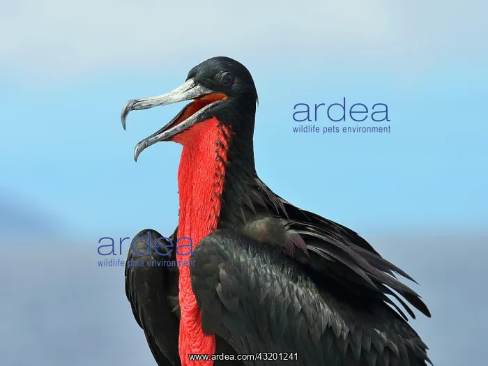 : Great Frigatebird (Fregata minor), male, Santa Fs : Great Frigatebird (Fregata minor), male, Santa Fs