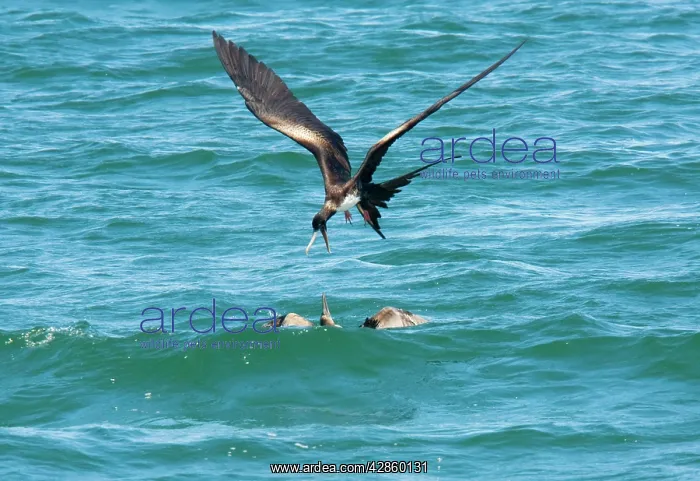 : Great Frigatebird (Fregata minor ridgwayi) female : Great Frigatebird (Fregata minor ridgwayi) female