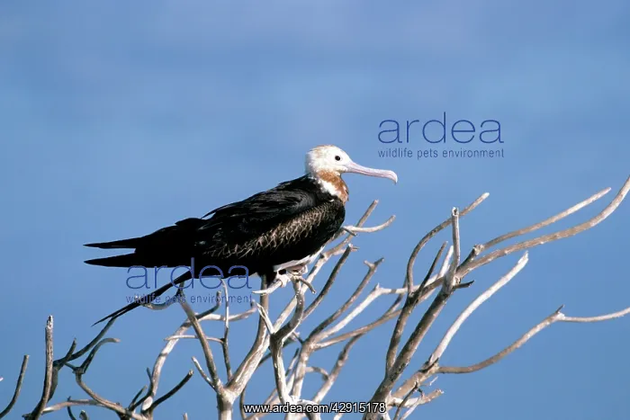 : Great Frigatebird - immature : Great Frigatebird - immature