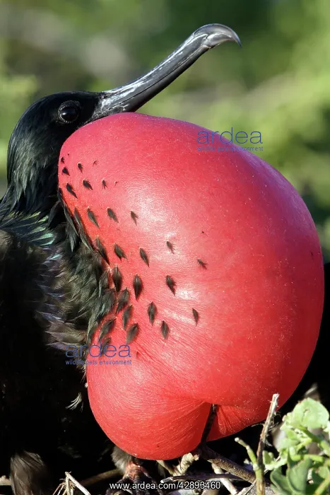 : Great Frigatebird - with inflated throat : Great Frigatebird - with inflated throat