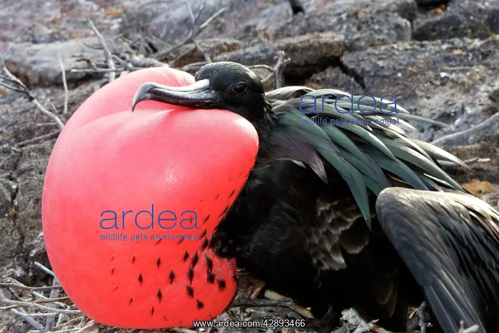 : Great Frigatebird - with inflated throat : Great Frigatebird - with inflated throat