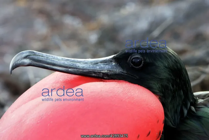  : Great Frigatebird - with inflated throat