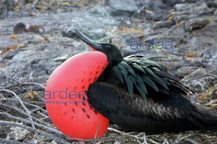  : Great Frigatebird - with inflated throat