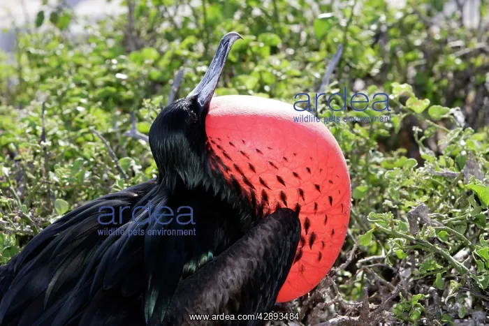 : Great Frigatebird - with inflated throat : Great Frigatebird - with inflated throat