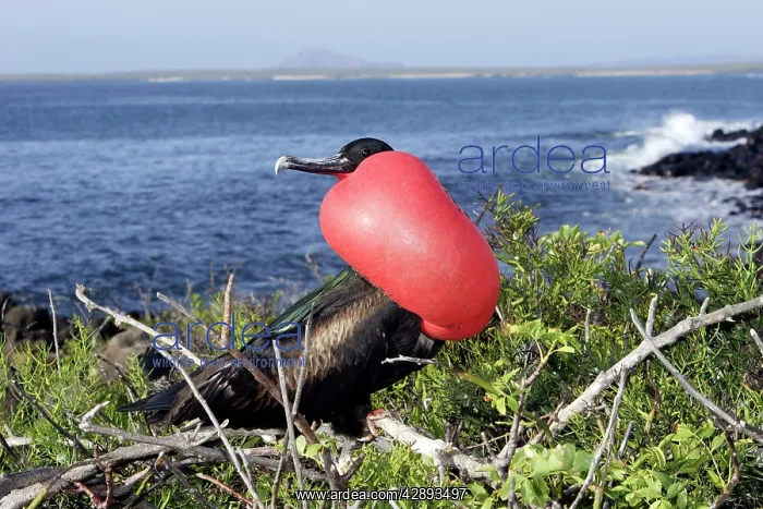 : Great Frigatebird - with inflated throat : Great Frigatebird - with inflated throat
