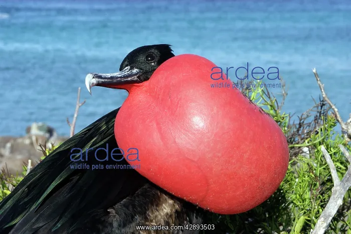: Great Frigatebird - with inflated throat : Great Frigatebird - with inflated throat