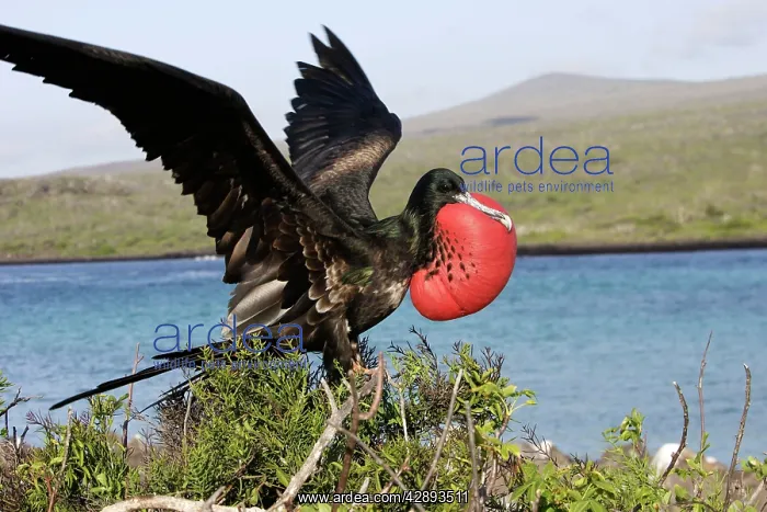  : Great Frigatebird - with inflated throat