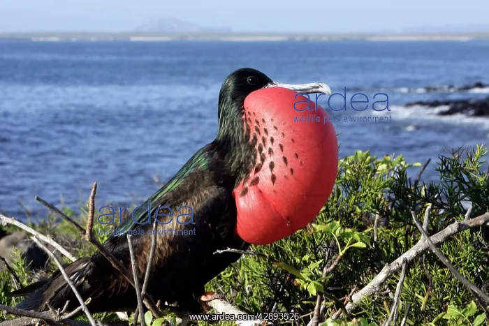 : Great Frigatebird - with inflated throat : Great Frigatebird - with inflated throat