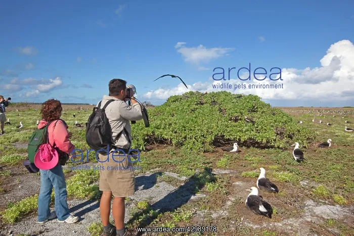 : Great Frigatebird and Laysan Albatross (Phoebastria : Great Frigatebird and Laysan Albatross (Phoebastria