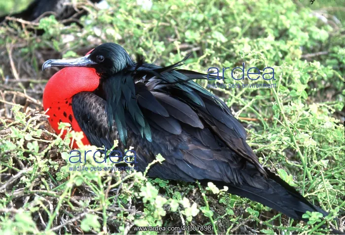 : Great FRIGATEBIRD - male : Great FRIGATEBIRD - male