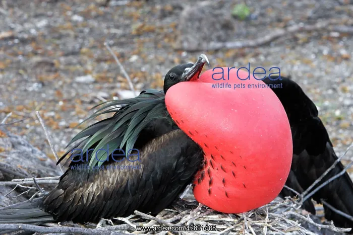 : Great Frigatebird. Male displaying, inflated throat : Great Frigatebird. Male displaying, inflated throat
