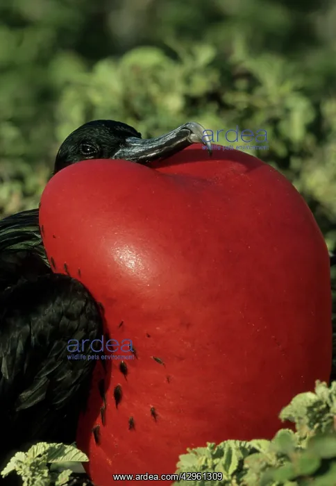 : Great Frigatebird - male with inflated throat pouch : Great Frigatebird - male with inflated throat pouch