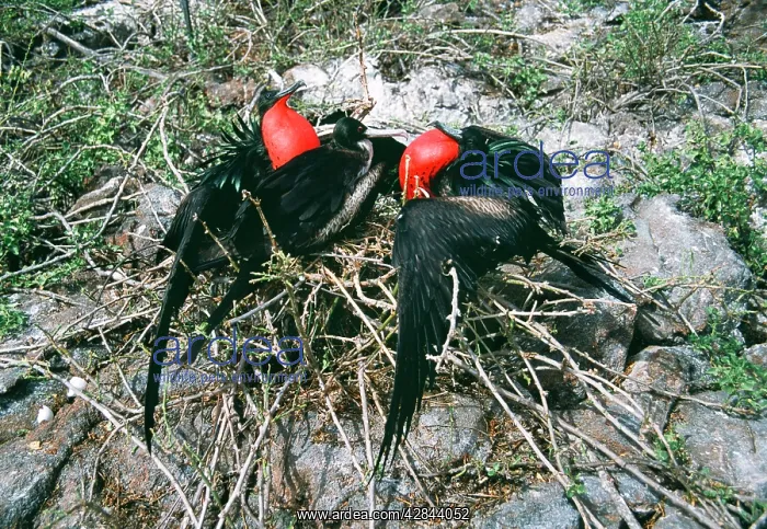 : Great Frigatebird - two males courting the same female : Great Frigatebird - two males courting the same female