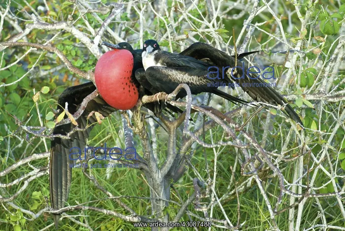 : Great frigatebird pair : Great frigatebird pair