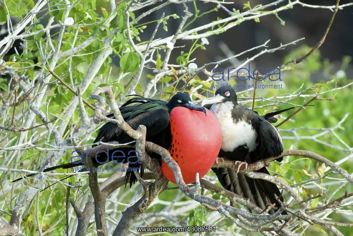 : Great frigatebird pair : Great frigatebird pair