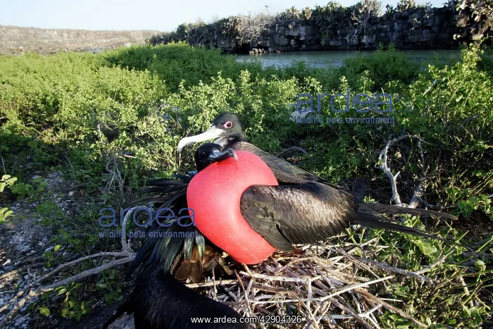 : Great Frigatebird - pair at nest : Great Frigatebird - pair at nest