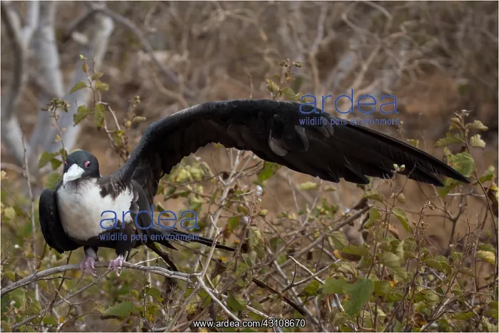: Great Frigatebird - showing massive wing compared : Great Frigatebird - showing massive wing compared