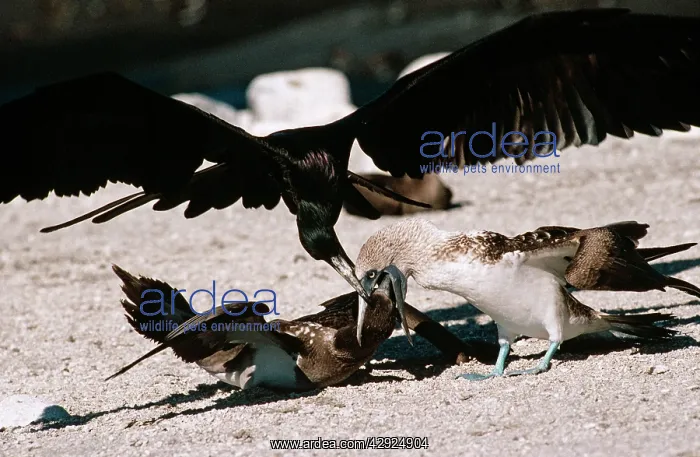 : Great Frigatebird - trying to steal food as a Blue-footed : Great Frigatebird - trying to steal food as a Blue-footed