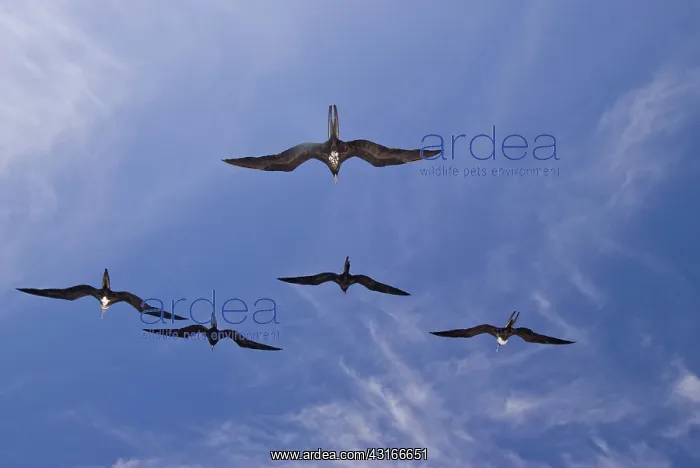 : Great frigatebirds : Great frigatebirds