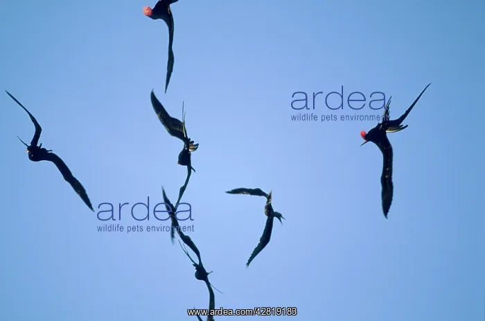 : Great Frigatebirds chasing Red-footed Booby (Sula sula) : Great Frigatebirds chasing Red-footed Booby (Sula sula)