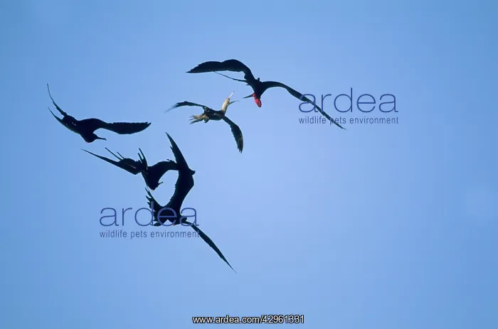 : Great Frigatebirds - chasing Red Footed Booby (Sula sula) : Great Frigatebirds - chasing Red Footed Booby (Sula sula)