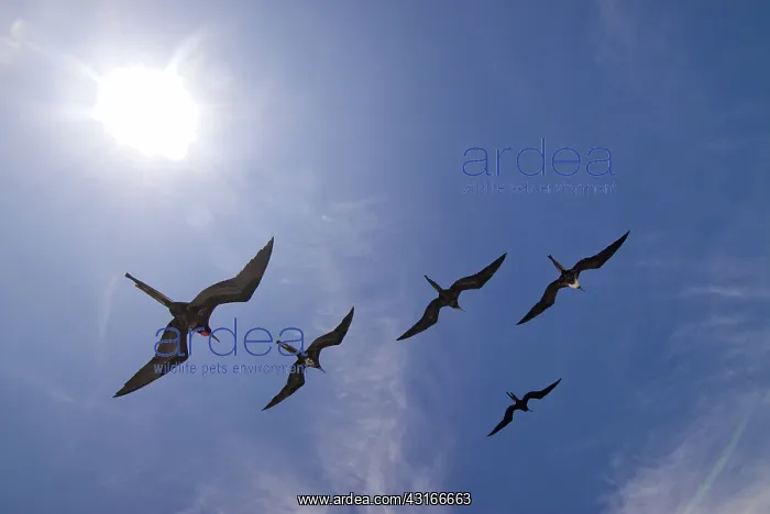 : Great frigatebirds soaring : Great frigatebirds soaring