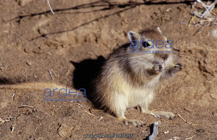 : Great GERBIL - Distribution: Caspian Sea, Pakistan, Sinkiang : Great GERBIL - Distribution: Caspian Sea, Pakistan, Sinkiang