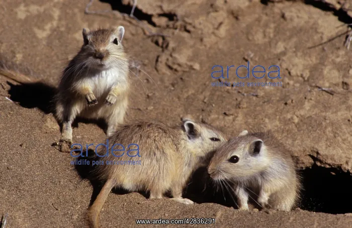  : Great GERBILS - Distribution: Caspian Sea, Pakistan