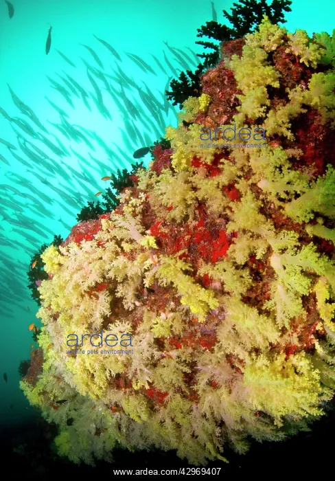 : Great / Giant Barracudas by colorful Soft Corals : Great / Giant Barracudas by colorful Soft Corals