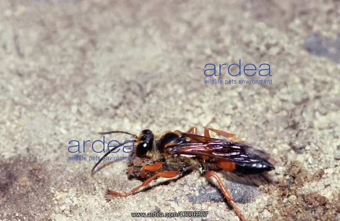 : Great Golden Digger Wasp : Great Golden Digger Wasp