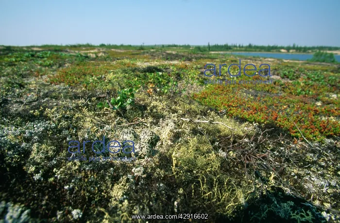 : Great Golden Plover - eggs in nest : Great Golden Plover - eggs in nest