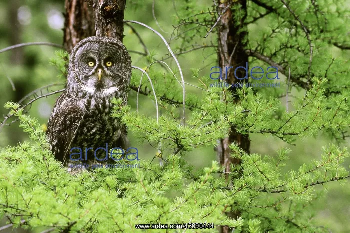 : Great Gray Owl : Great Gray Owl