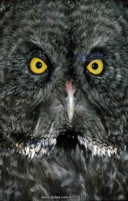 : Great Gray Owl : Great Gray Owl