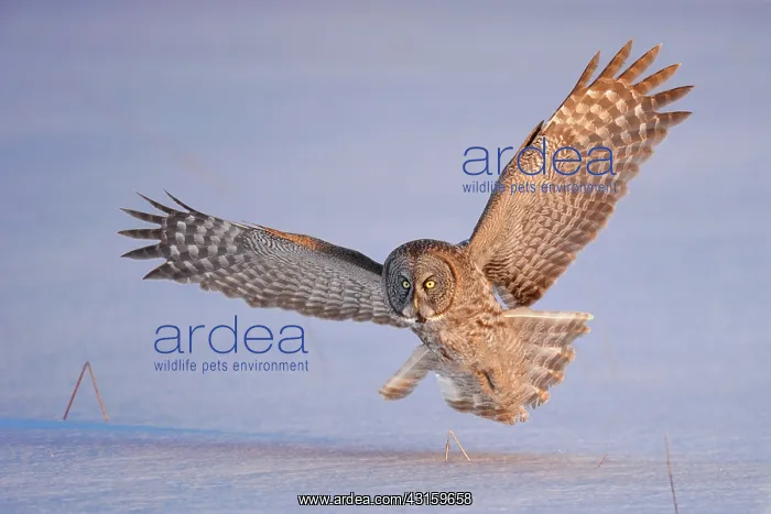 : Great Gray Owl : Great Gray Owl