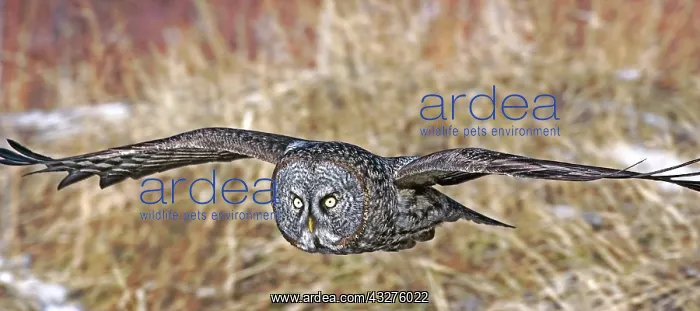 : Great Gray Owl in flight low over ground, approaching : Great Gray Owl in flight low over ground, approaching