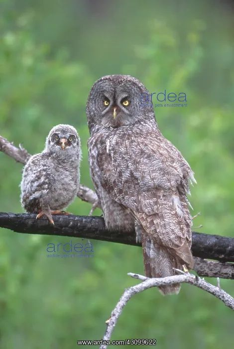 : Great Gray Owl Mother & Chick : Great Gray Owl Mother & Chick