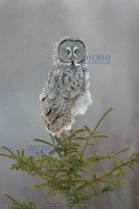: Great Gray Owl - Standing 27 in tall with a wingspan : Great Gray Owl - Standing 27 in tall with a wingspan