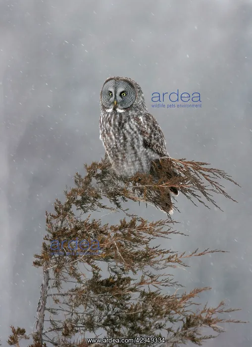 : Great Gray Owl - Standing 27 in tall with a wingspan : Great Gray Owl - Standing 27 in tall with a wingspan