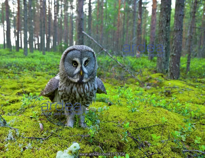: Great Gray Owl (Strix nebulosa) flooring, Finland : Great Gray Owl (Strix nebulosa) flooring, Finland