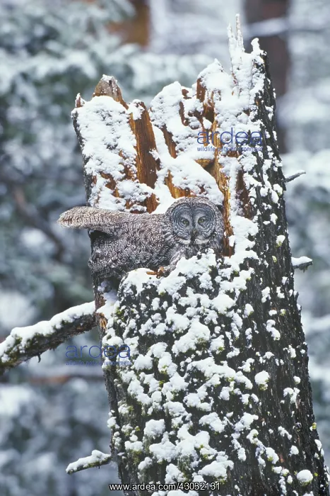 : Great gray owl (Strix nebulosa) on nest. Rocky : Great gray owl (Strix nebulosa) on nest. Rocky