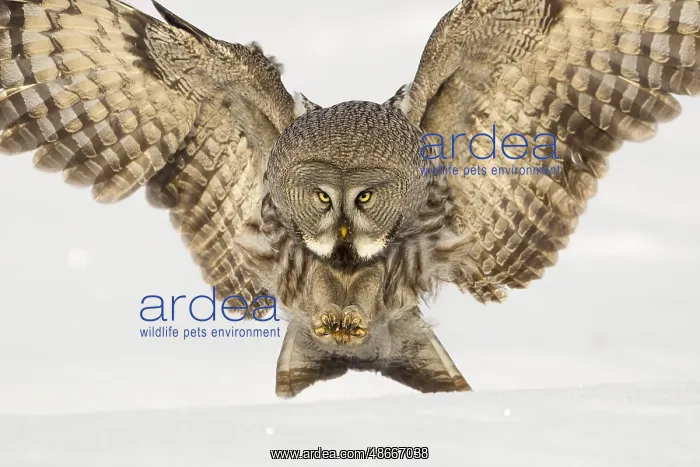 : Great great grey owl (Strix nebulosa), adult female, in : Great great grey owl (Strix nebulosa), adult female, in