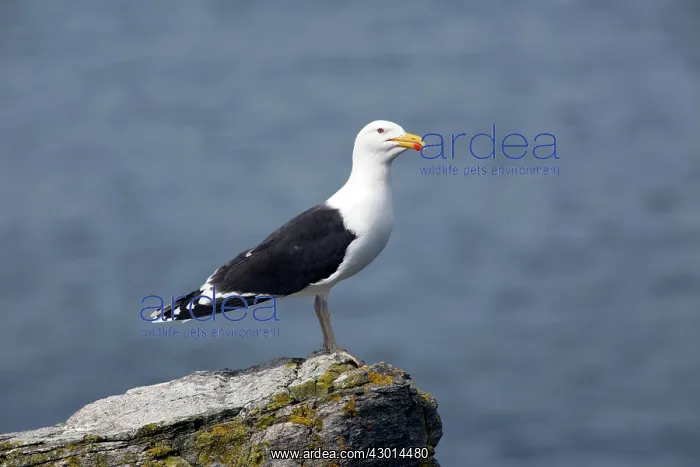 : Great / Greater Black-backed Gull : Great / Greater Black-backed Gull
