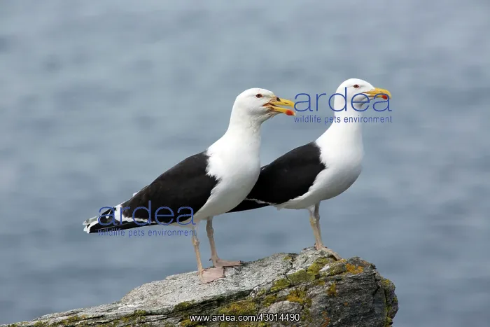 : Great / Greater Black-backed Gull : Great / Greater Black-backed Gull