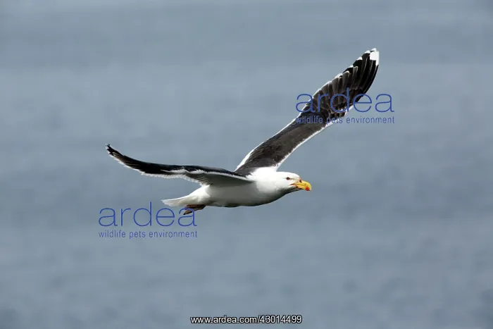 : Great / Greater Black-backed Gull : Great / Greater Black-backed Gull
