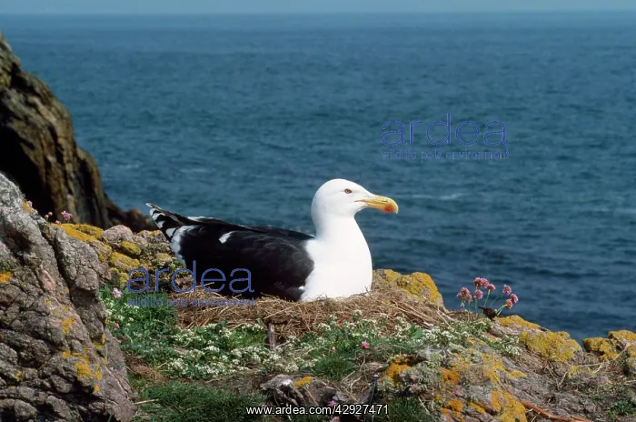 : Great / Greater Black-backed Gull - at nest : Great / Greater Black-backed Gull - at nest