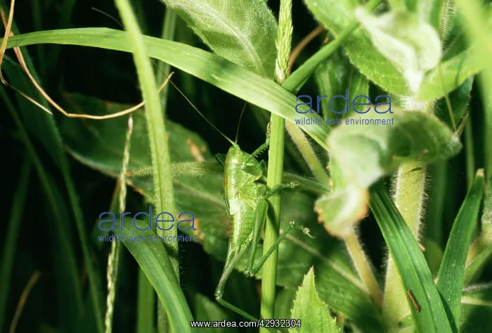 : Great Green Bush-Cricket : Great Green Bush-Cricket