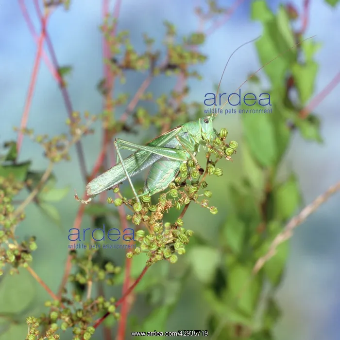 : Great Green Bush Cricket : Great Green Bush Cricket