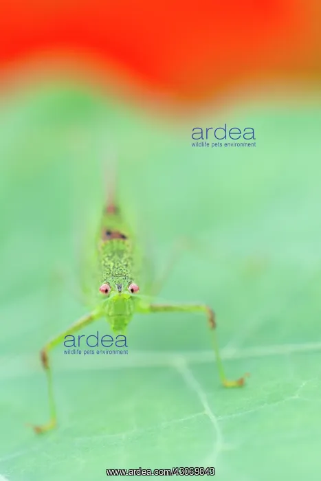 : Great Green Bush-cricket : Great Green Bush-cricket