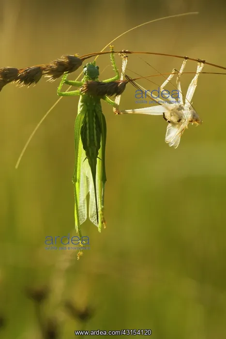 : Great Green Bush-cricket : Great Green Bush-cricket