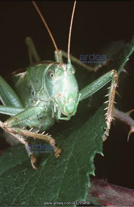  : Great Green Bush-Cricket
